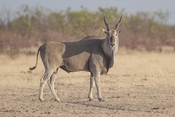 Common Eland 