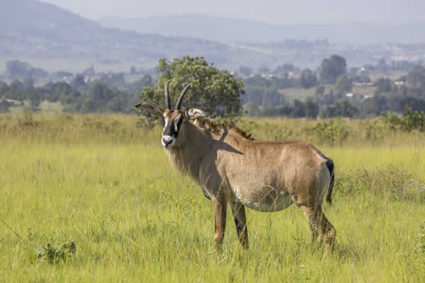 Roan Antelope
