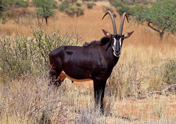 Sable Antelope